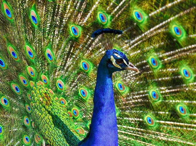 Dream about peacocks : 15 Main Meanings Explained