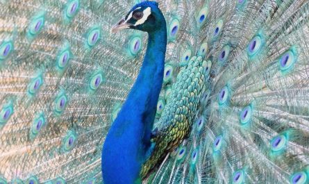 Dream about peacock spreading its wings : 19 Main Meanings Explained