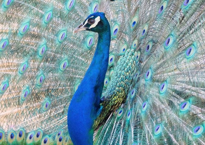 Dream about peacock spreading its wings : 19 Main Meanings Explained