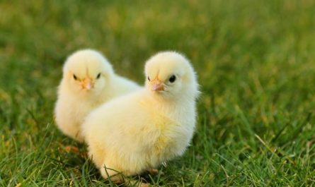 Dream about yellow chicks : 18 Main Meanings Explained