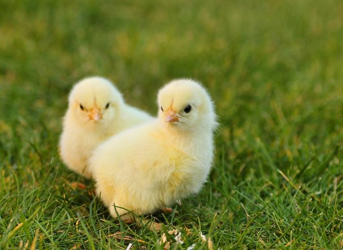 Dream about yellow chicks : 18 Main Meanings Explained