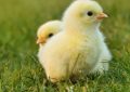 Dream about hatching chicks : 18 Main Meanings Explained