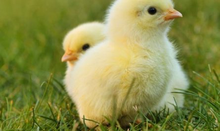 Dream about hatching chicks : 18 Main Meanings Explained