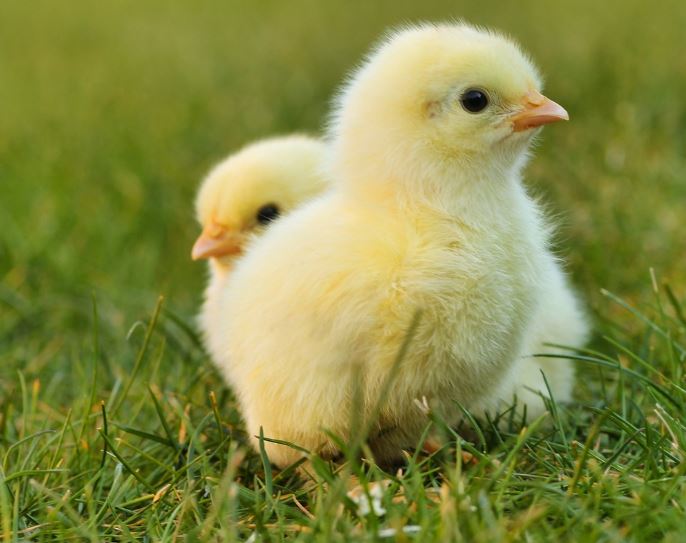 Dream about hatching chicks : 18 Main Meanings Explained