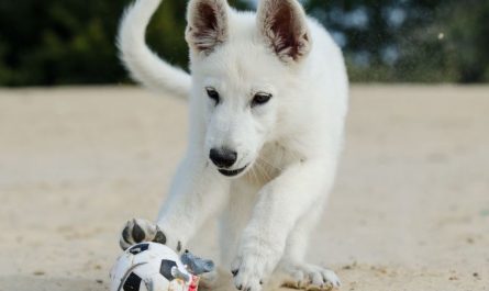 Dream about white puppies : 18 Main Meanings Explained