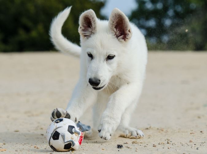 Dream about white puppies : 18 Main Meanings Explained