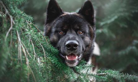 Dream about black puppies : 14 Main Meanings Explained