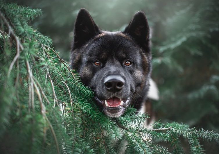 Dream about black puppies : 14 Main Meanings Explained