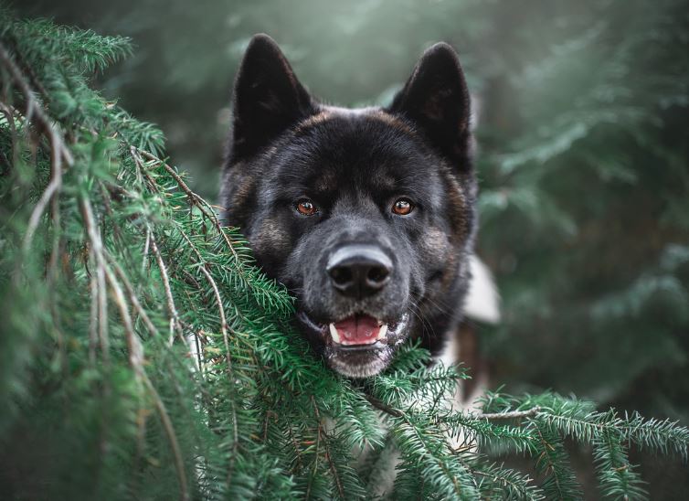 Dream about black puppies : 14 Main Meanings Explained