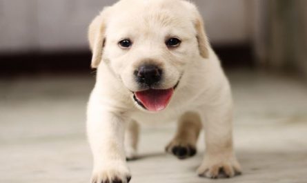 Dream about holding a puppy : 17 Main Meanings Explained