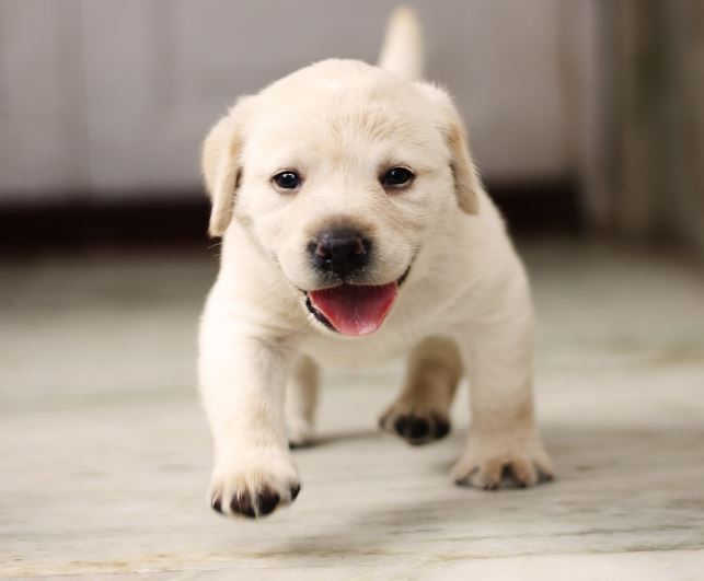 Dream about holding a puppy : 17 Main Meanings Explained