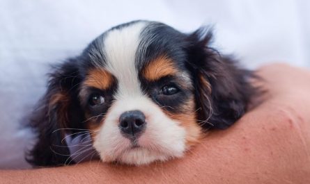 Dream about cute puppies : 17 Main Meanings Explained