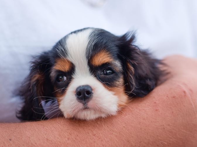 Dream about cute puppies : 17 Main Meanings Explained