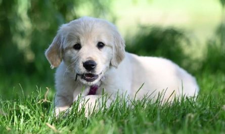 Dreaming of a dead dog : 19 Main Meanings Explained