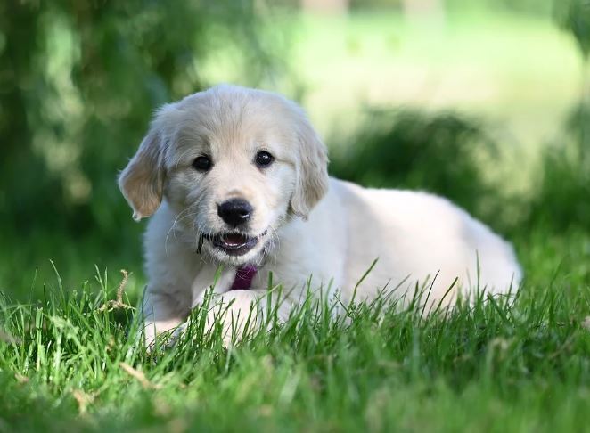 Dreaming of a dead dog : 19 Main Meanings Explained