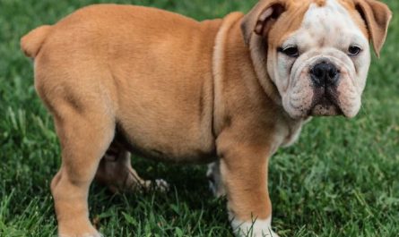 Dream about brown puppy : 17 Main Meanings Explained