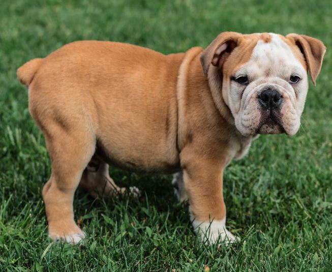 Dream about brown puppy : 17 Main Meanings Explained