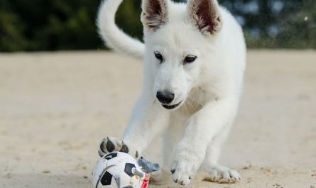 Dream about being bitten by a dog : 15 Main Meanings Explained