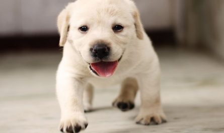 Dream about being chased by a dog : 11 Main Meanings Explained