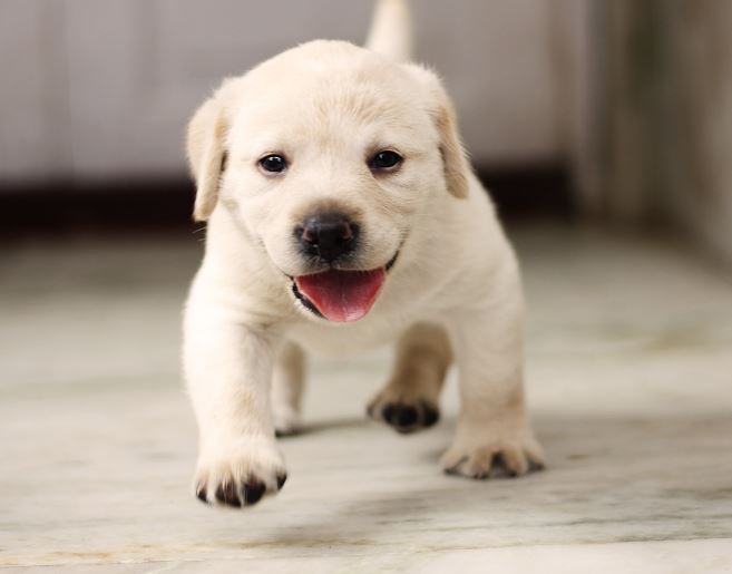 Dream about being chased by a dog : 11 Main Meanings Explained