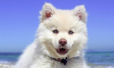 Dream about being bitten by a dog on the street : 13 Main Meanings Explained