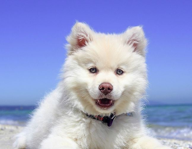 Dream about being bitten by a dog on the street : 13 Main Meanings Explained