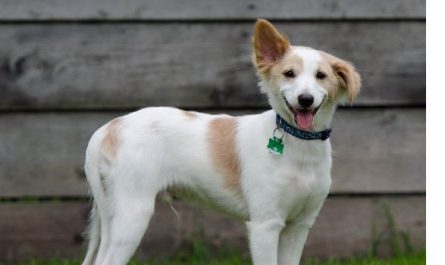 Dream about dog biting : 16 Main Meanings Explained