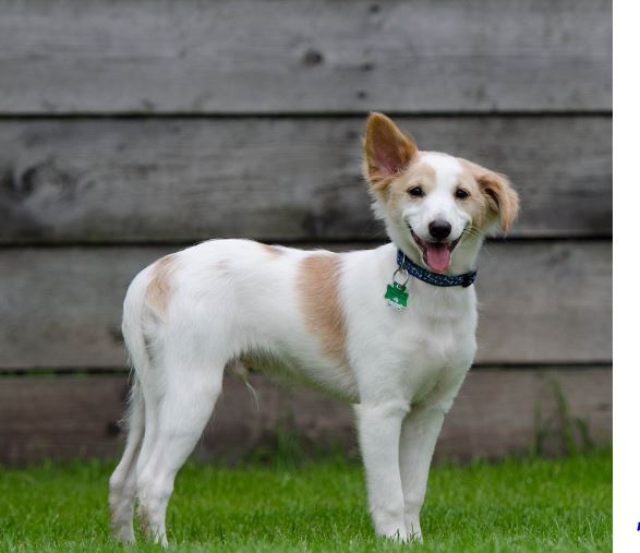 Dream about dog biting : 16 Main Meanings Explained