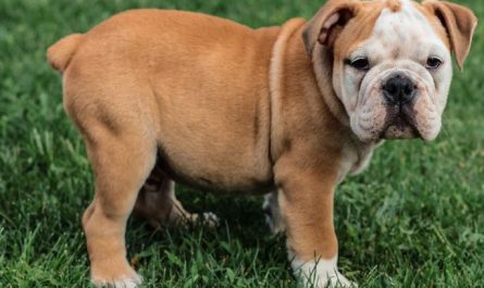 Dream about a dog barking : 16 Main Meanings Explained