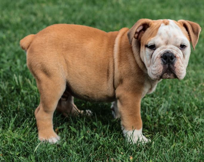 Dream about a dog barking : 16 Main Meanings Explained