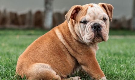 Dream of kissing a dog : 15 Main Meanings Explained