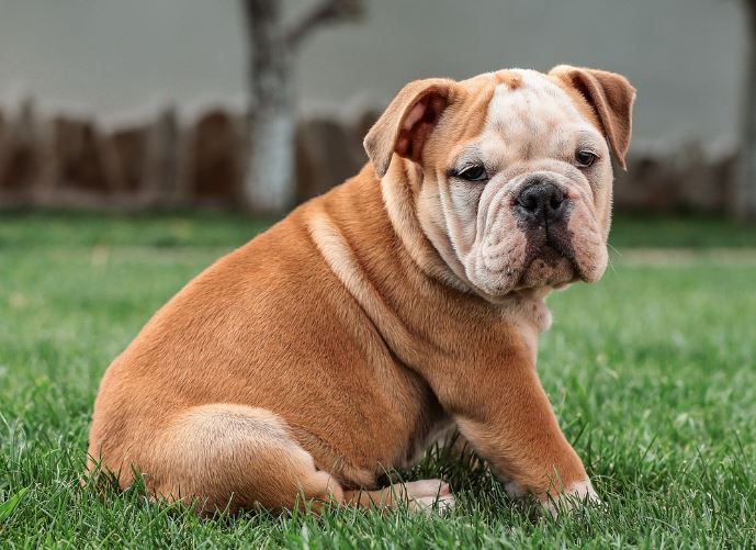 Dream of kissing a dog : 15 Main Meanings Explained