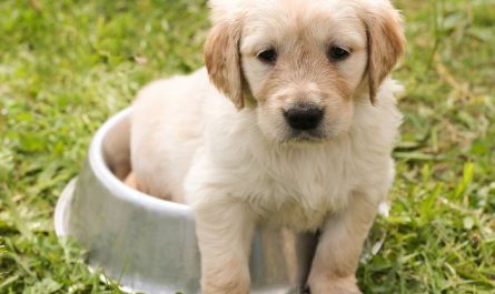 Dream about talking to a dog : 19 Main Meanings Explained