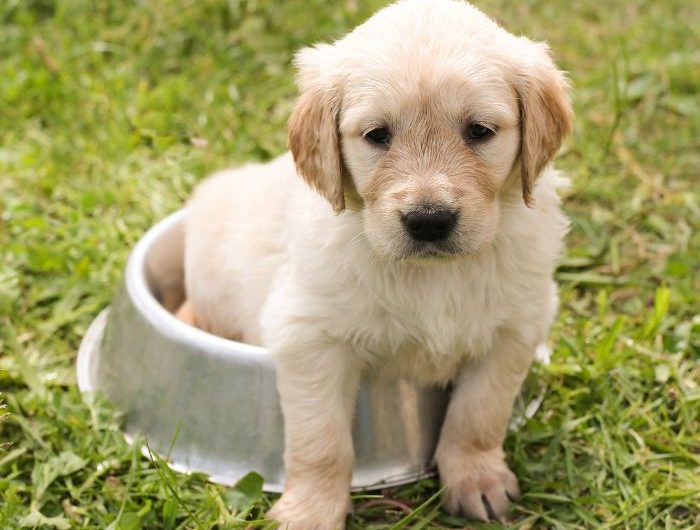 Dream about talking to a dog : 19 Main Meanings Explained