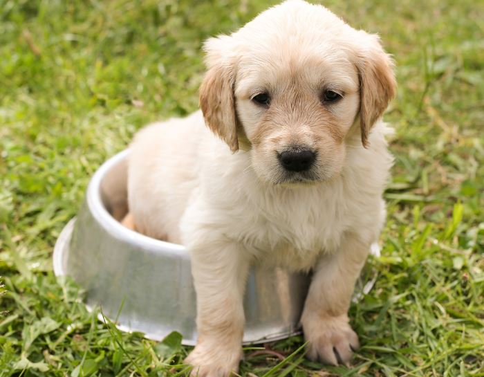 Dream about talking to a dog : 19 Main Meanings Explained