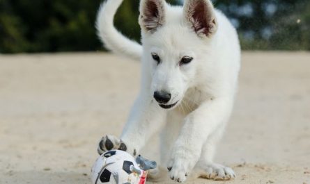 Dream about walking with a dog : 13 Main Meanings Explained