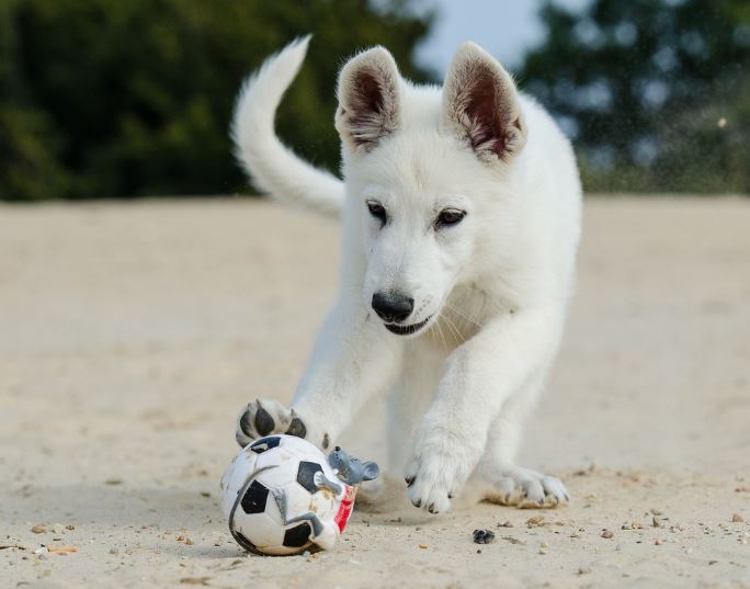 Dream about walking with a dog : 13 Main Meanings Explained