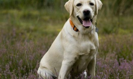 Dream about fighting dogs : 12 Main Meanings Explained