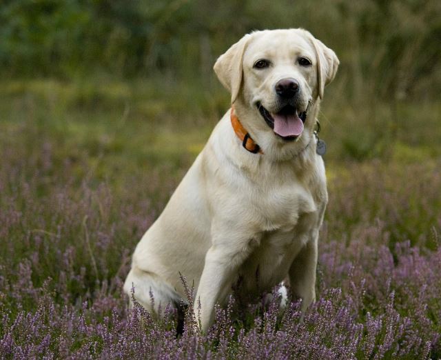 Dream about fighting dogs : 12 Main Meanings Explained