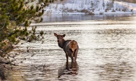 Dream about elk : 15 Main Meanings Explained