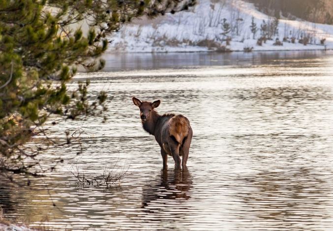 Dream about elk : 15 Main Meanings Explained