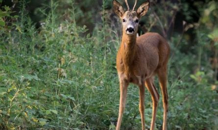 Dream about roe deer : 17 Main Meanings Explained