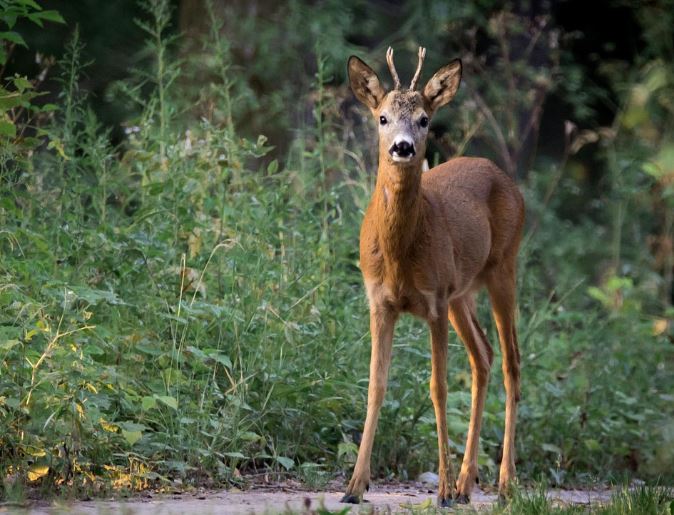 Dream about roe deer : 17 Main Meanings Explained