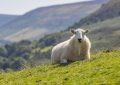 Dream about sheep : 17 Main Meanings Explained