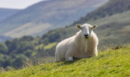Dream about sheep : 17 Main Meanings Explained