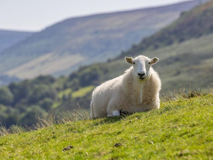 Dream about sheep : 17 Main Meanings Explained