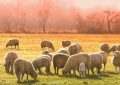 Dream about sheep : 12 Main Meanings Explained