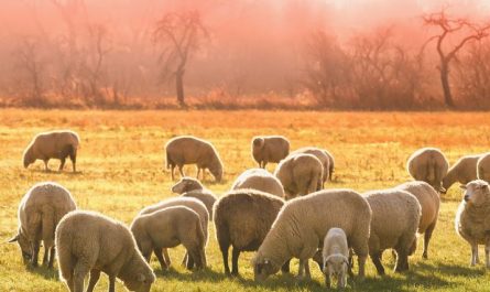 Dream about sheep : 12 Main Meanings Explained