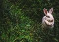 Dream about white rabbit : 16 Main Meanings Explained