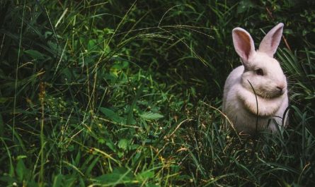 Dream about white rabbit : 16 Main Meanings Explained